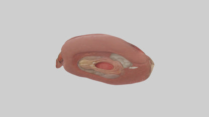 3D model Spleen Model 1 VR / AR / low-poly