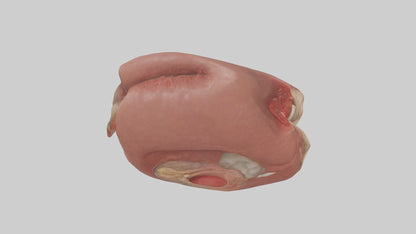 3D model Spleen Model 1 VR / AR / low-poly