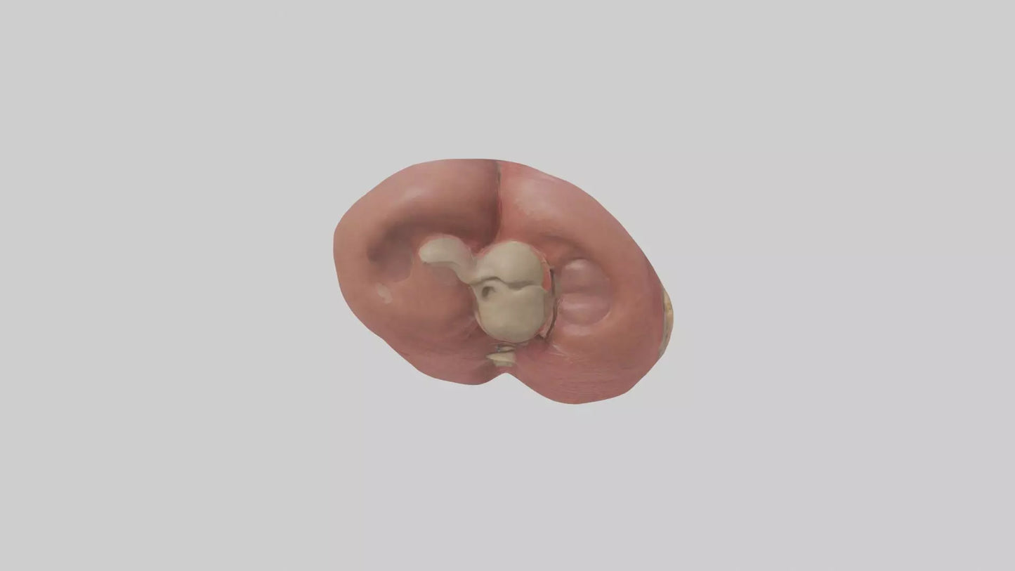 3D model Spleen Model 1 VR / AR / low-poly