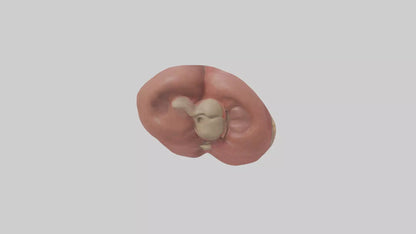 3D model Spleen Model 1 VR / AR / low-poly