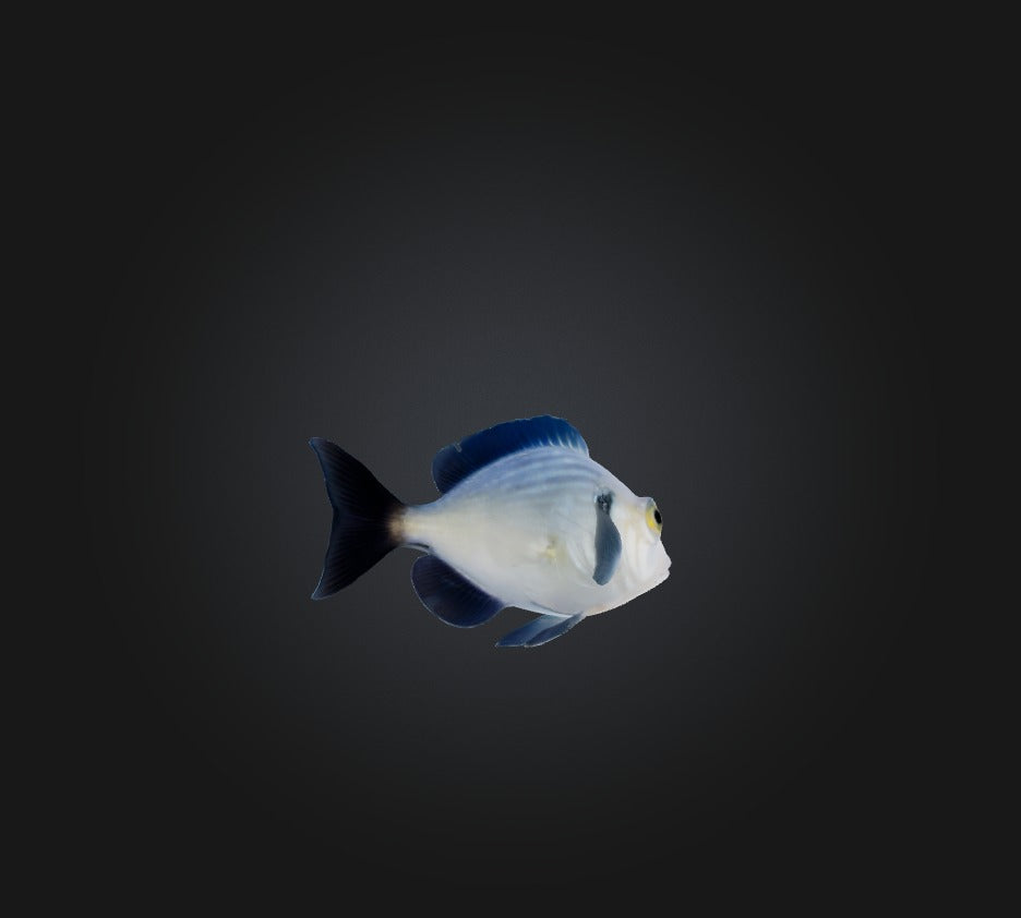 3D model Spottail pinfish VR / AR / low-poly