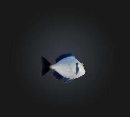 3D model Spottail pinfish VR / AR / low-poly