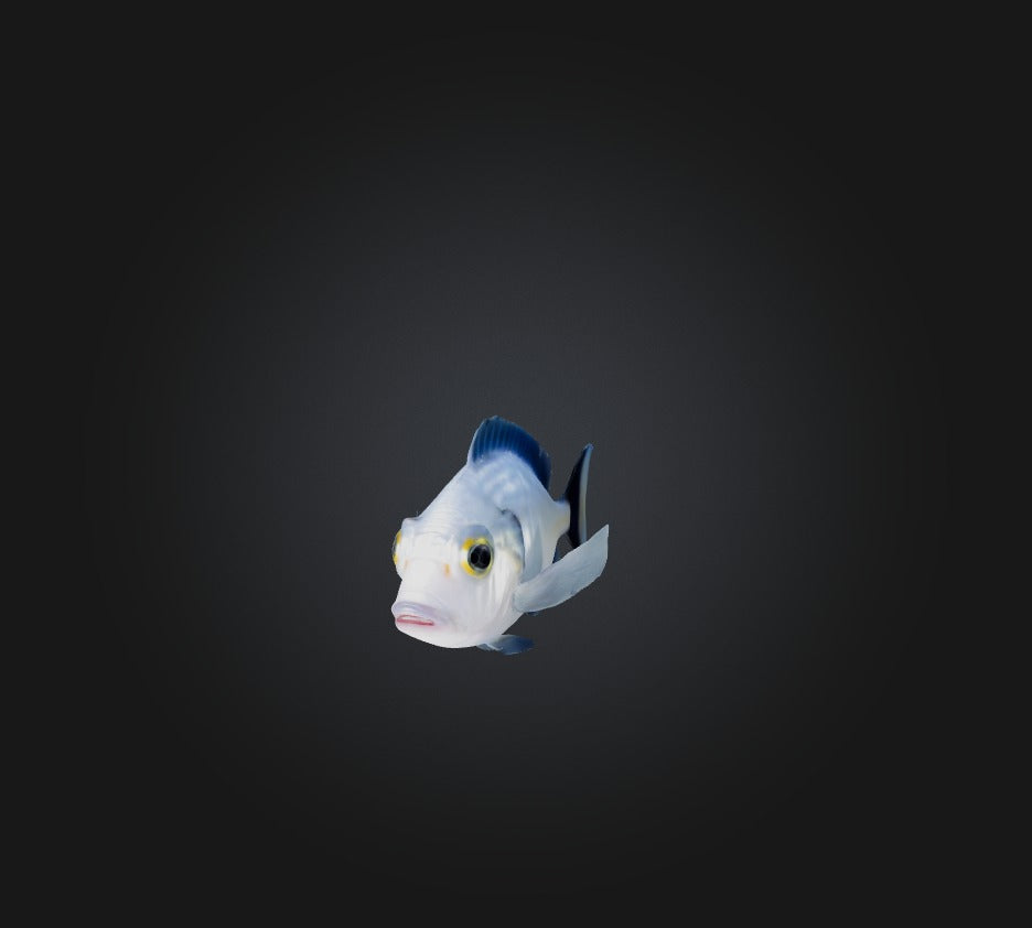 3D model Spottail pinfish VR / AR / low-poly