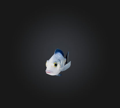3D model Spottail pinfish VR / AR / low-poly