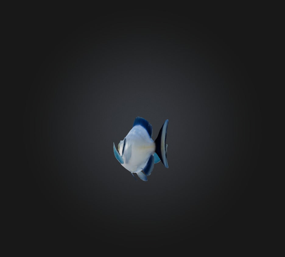 3D model Spottail pinfish VR / AR / low-poly
