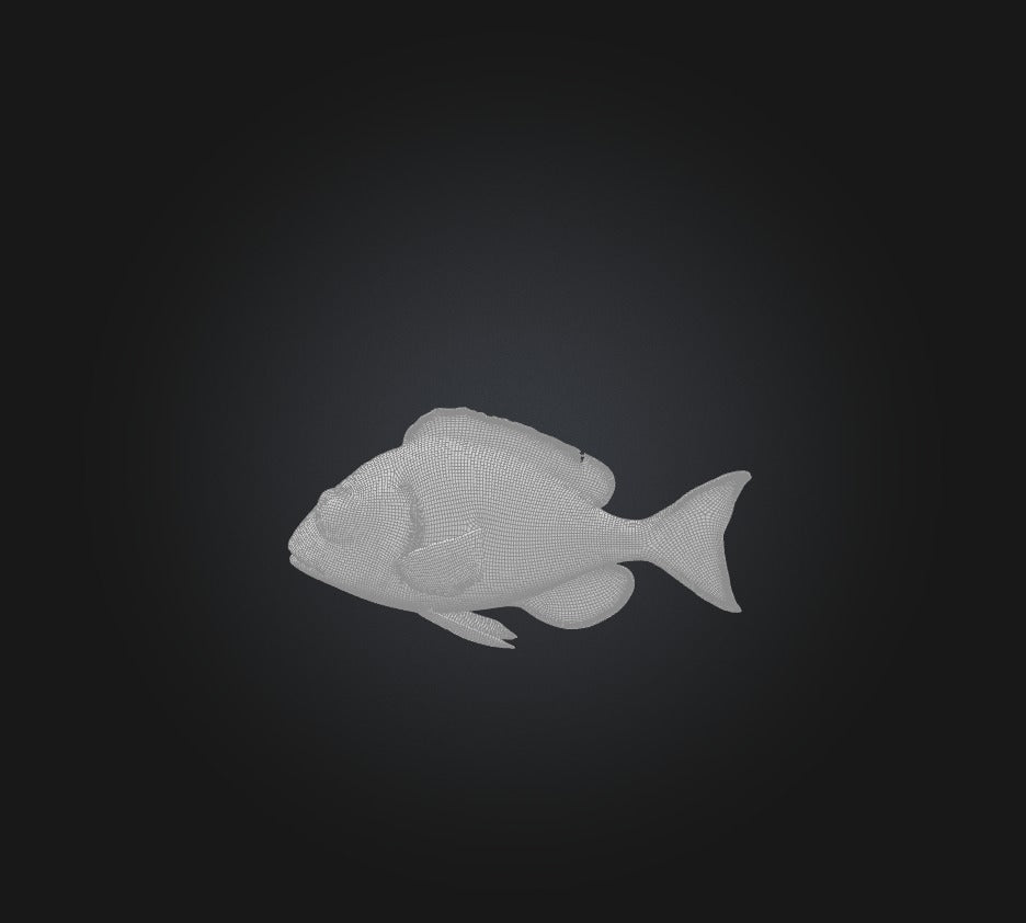 3D model Spottail pinfish VR / AR / low-poly