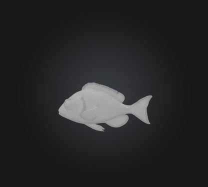 3D model Spottail pinfish VR / AR / low-poly