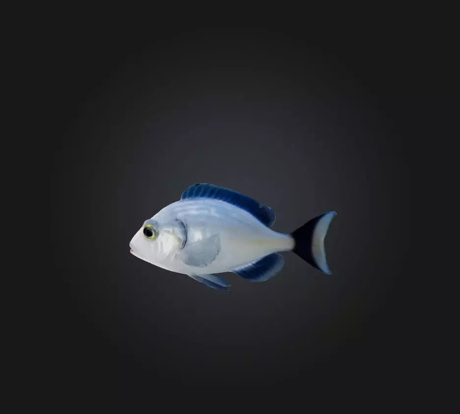 3D model Spottail pinfish VR / AR / low-poly