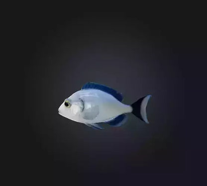 3D model Spottail pinfish VR / AR / low-poly