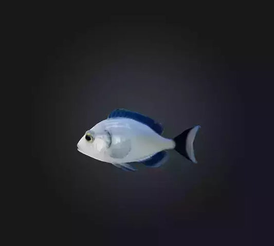 3D model Spottail pinfish VR / AR / low-poly