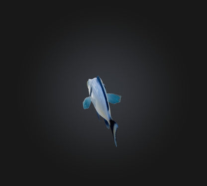 3D model Spottail pinfish VR / AR / low-poly