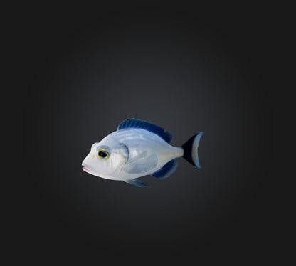 3D model Spottail pinfish VR / AR / low-poly