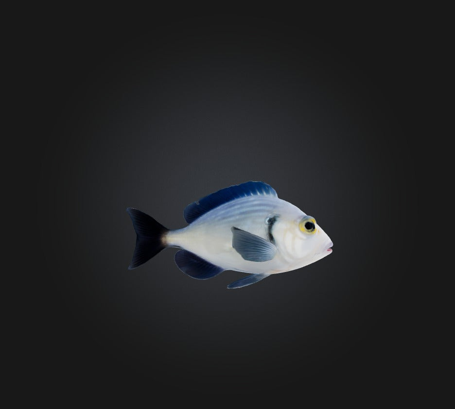 3D model Spottail pinfish VR / AR / low-poly