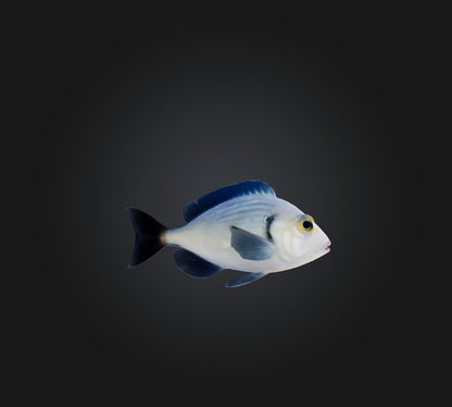 3D model Spottail pinfish VR / AR / low-poly