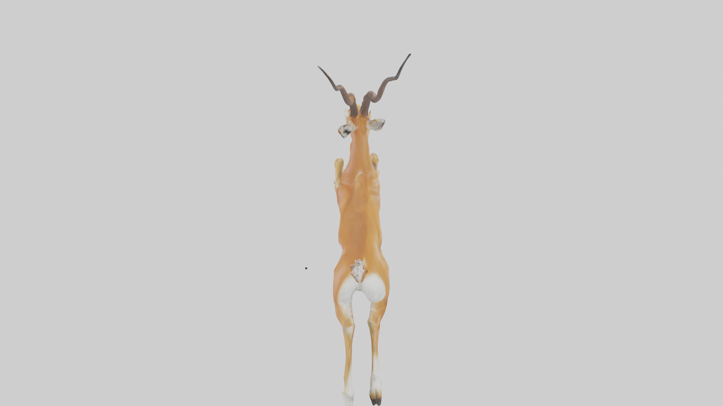 Springbok hopping model 3D model