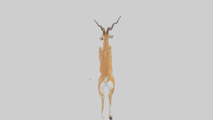 Springbok hopping model 3D model