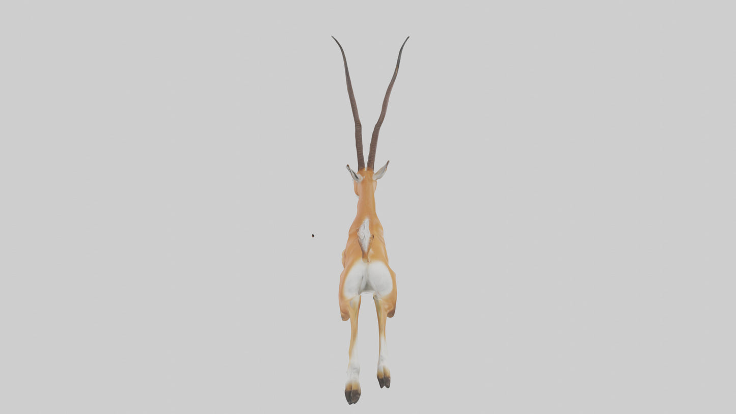 Springbok hopping model 3D model