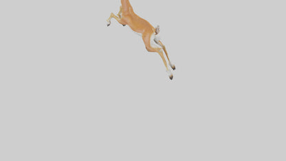 Springbok hopping model 3D model