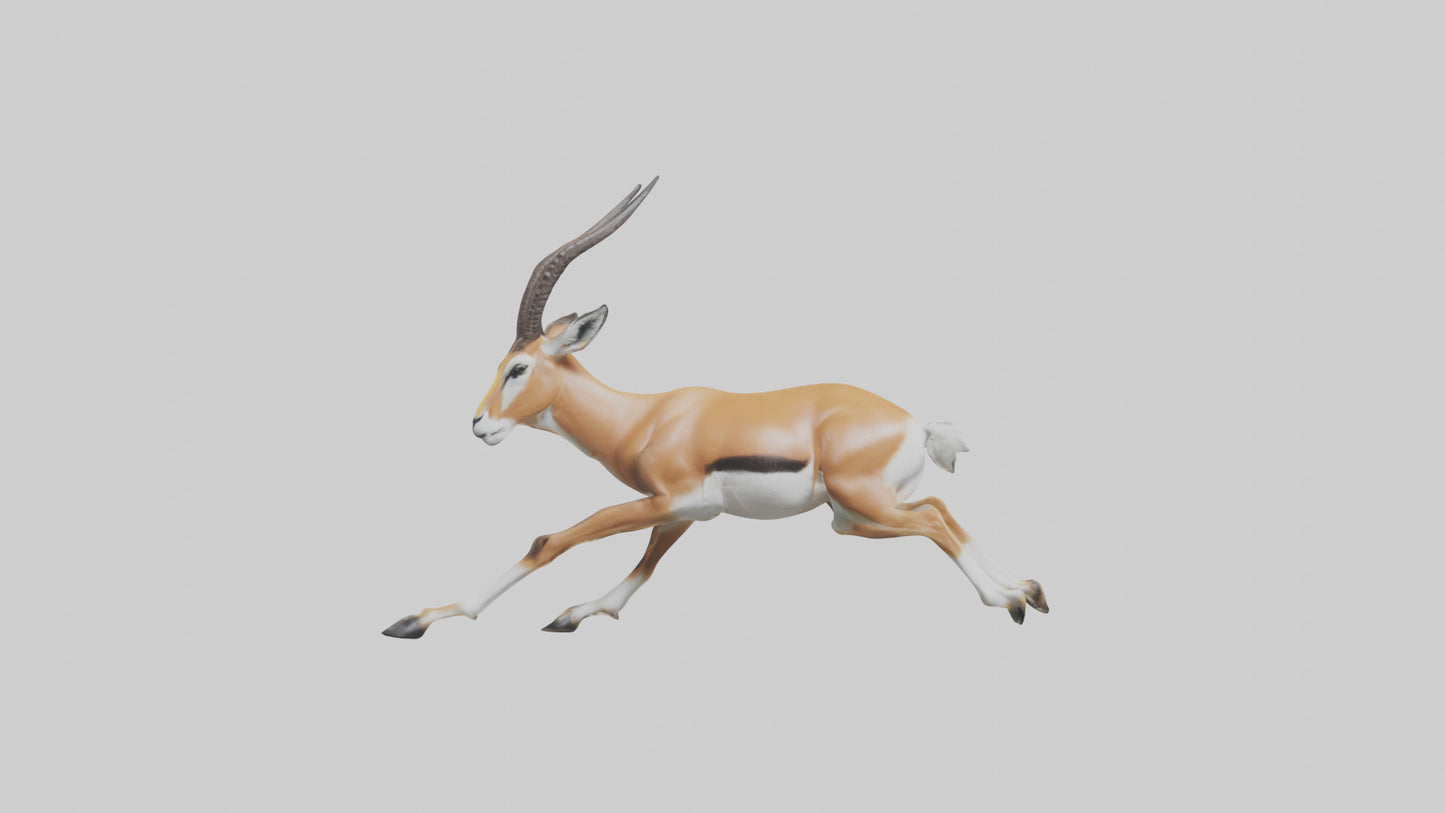 Springbok running model 3D model