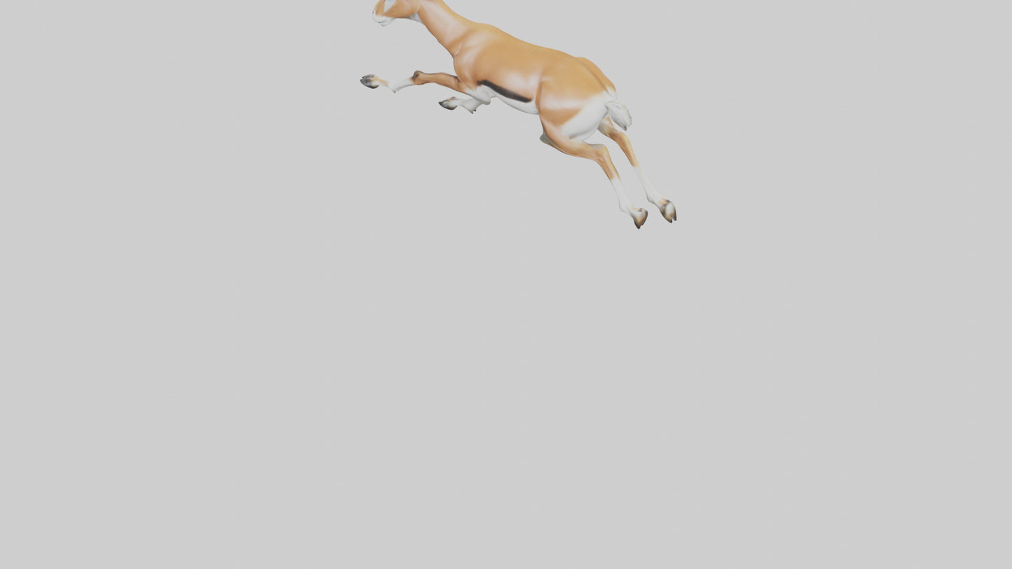 Springbok running model 3D model