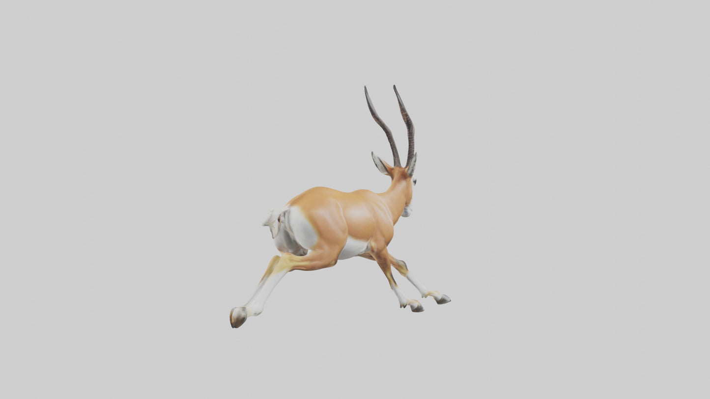 Springbok running model 3D model