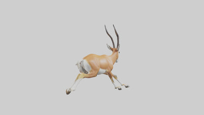 Springbok running model 3D model