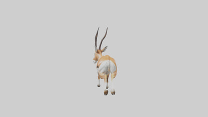 Springbok running model 3D model