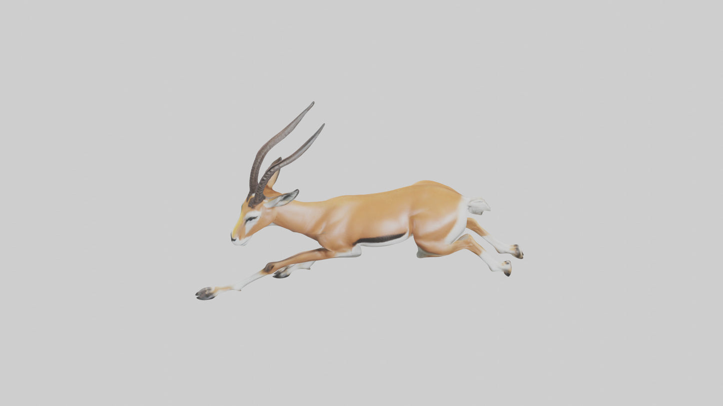Springbok running model 3D model