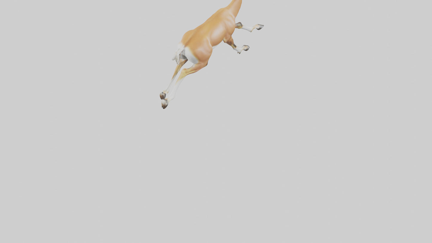 Springbok running model 3D model