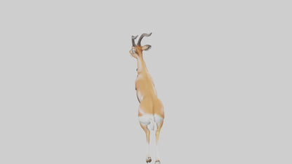 Springbok running model 3D model