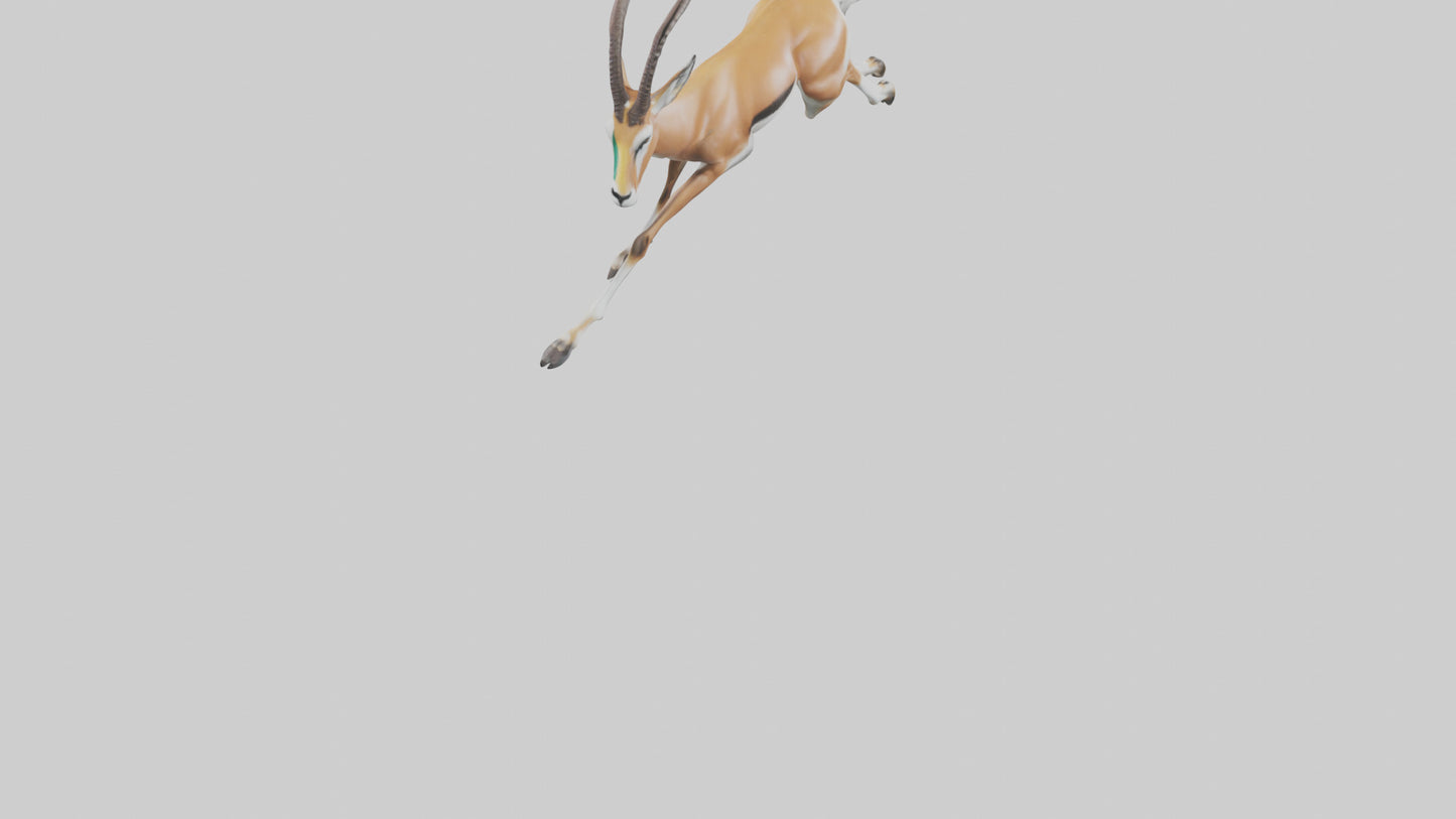 Springbok running model 3D model