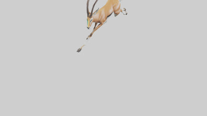 Springbok running model 3D model