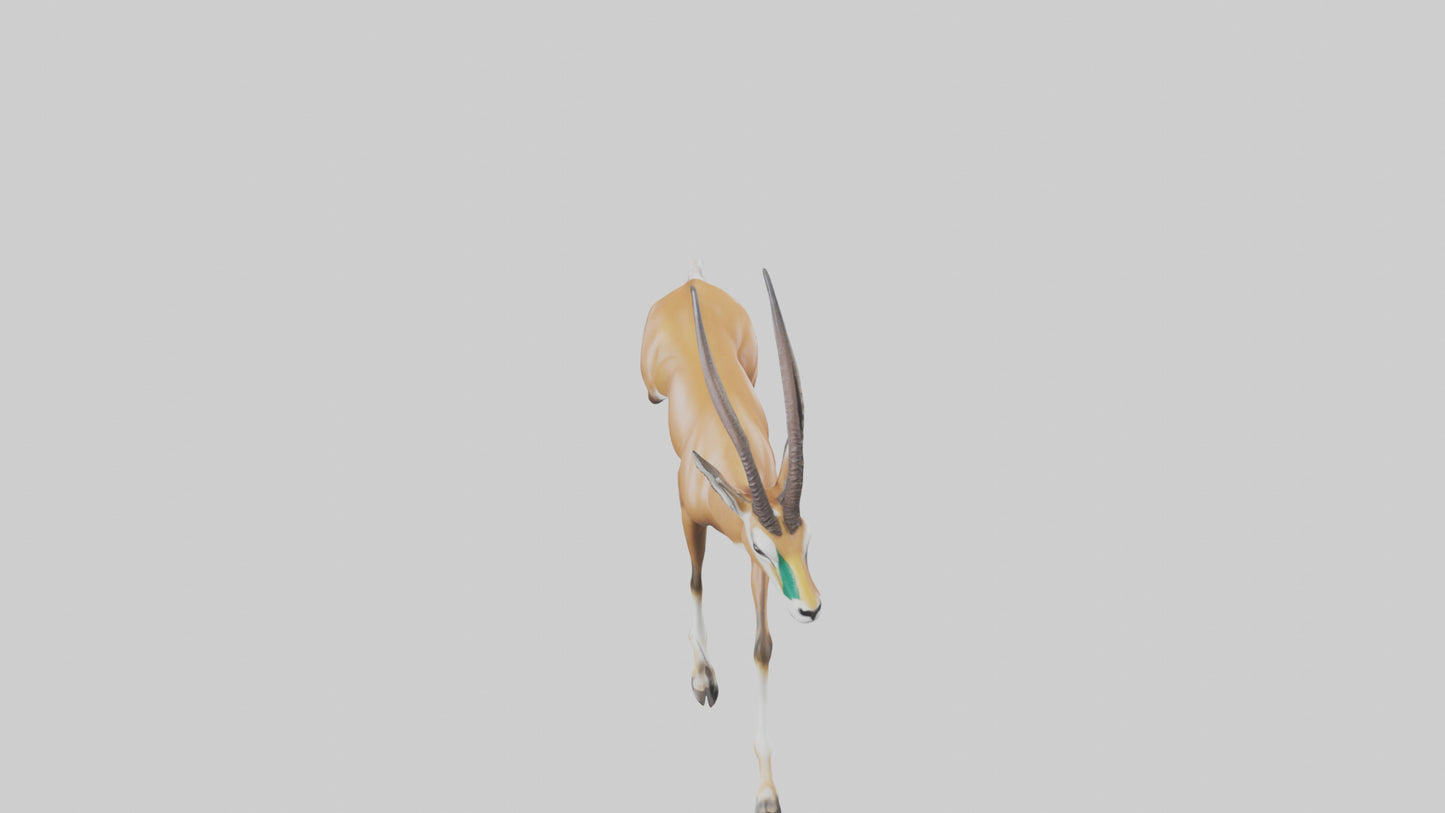 Springbok running model 3D model