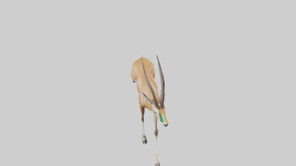 Springbok running model 3D model