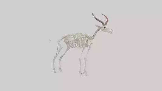 Springbok Skeleton model 3D model