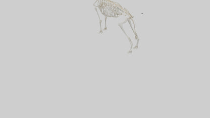 Springbok Skeleton model 3D model