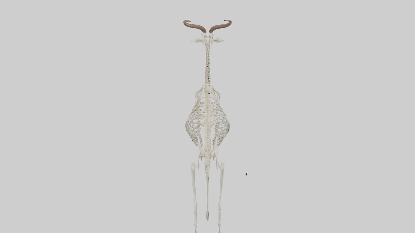Springbok Skeleton model 3D model