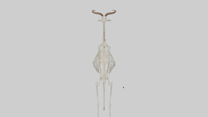 Springbok Skeleton model 3D model