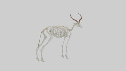 Springbok Skeleton model 3D model