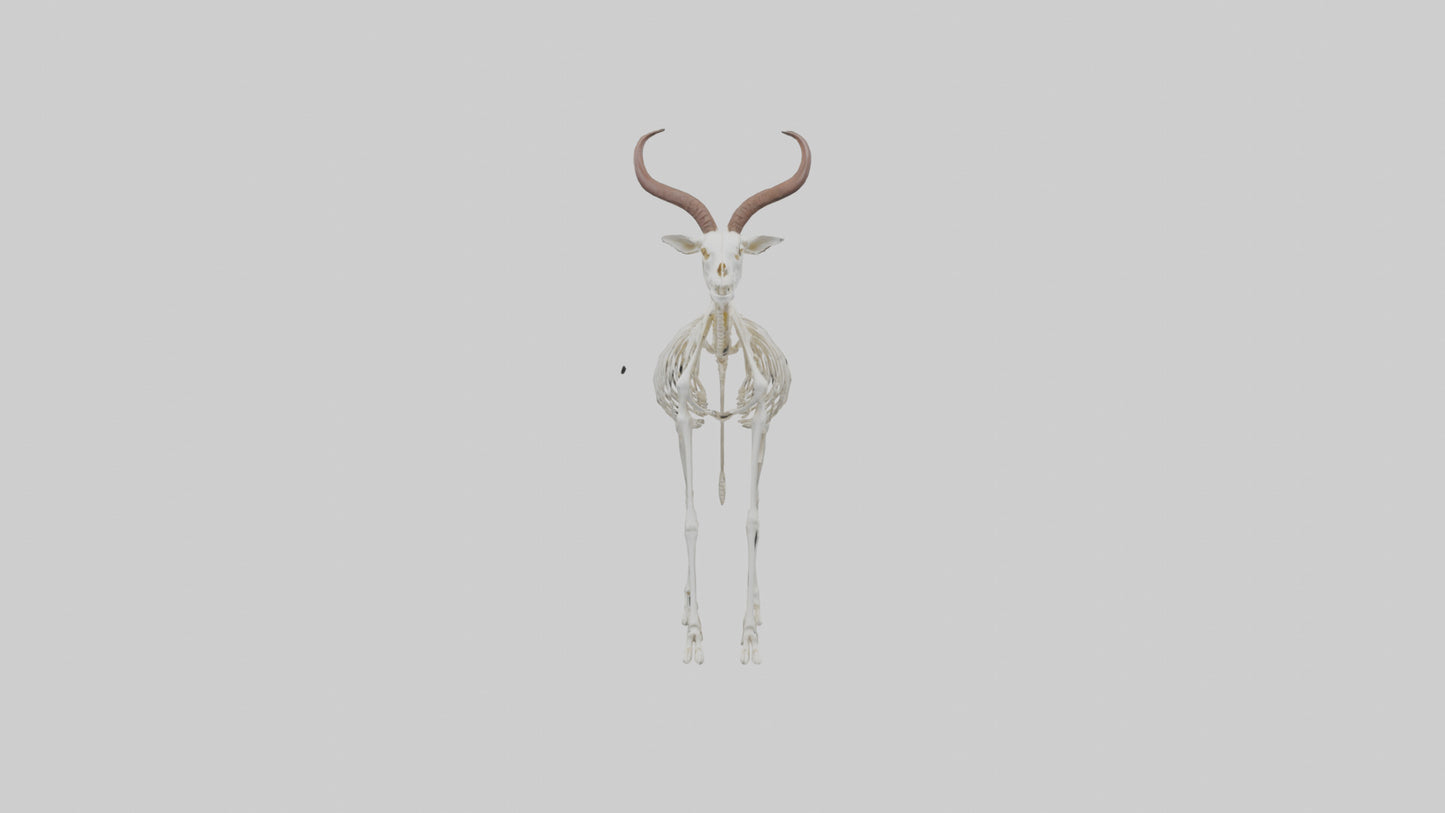 Springbok Skeleton model 3D model