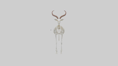 Springbok Skeleton model 3D model