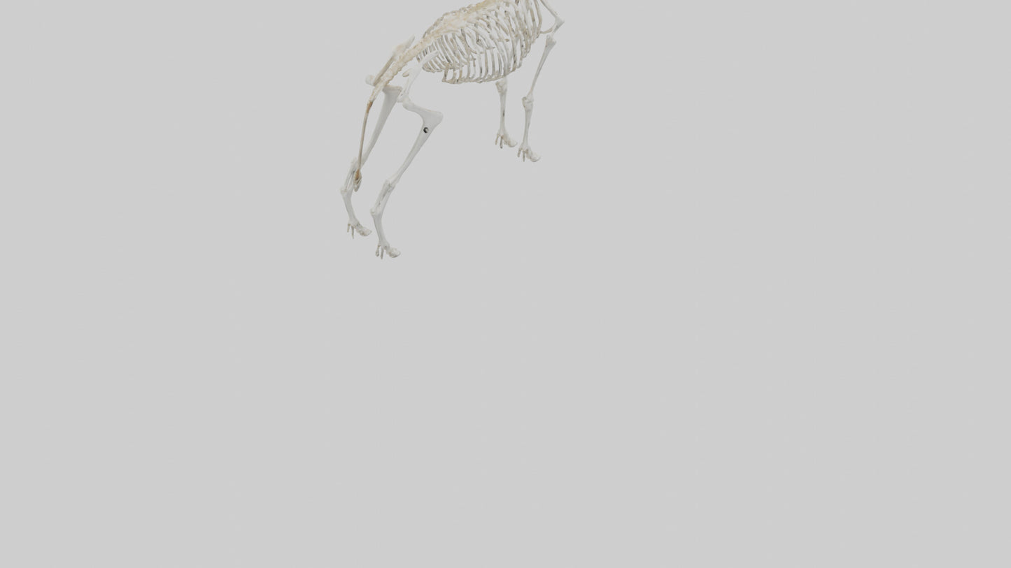 Springbok Skeleton model 3D model