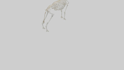Springbok Skeleton model 3D model