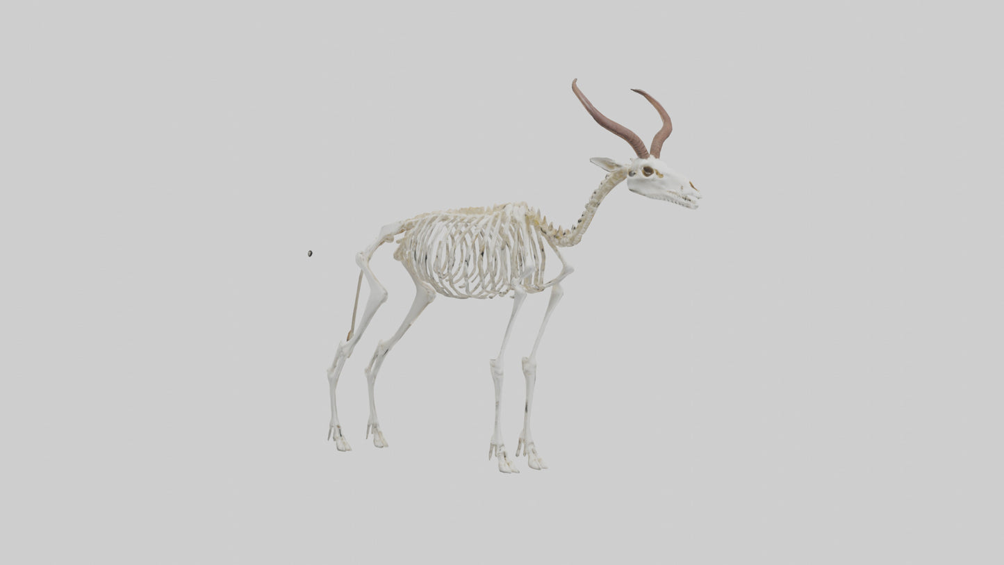 Springbok Skeleton model 3D model