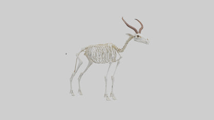 Springbok Skeleton model 3D model