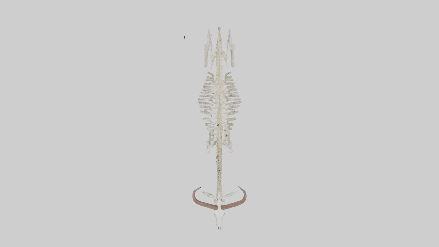 Springbok Skeleton model 3D model