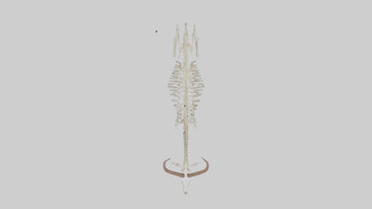 Springbok Skeleton model 3D model