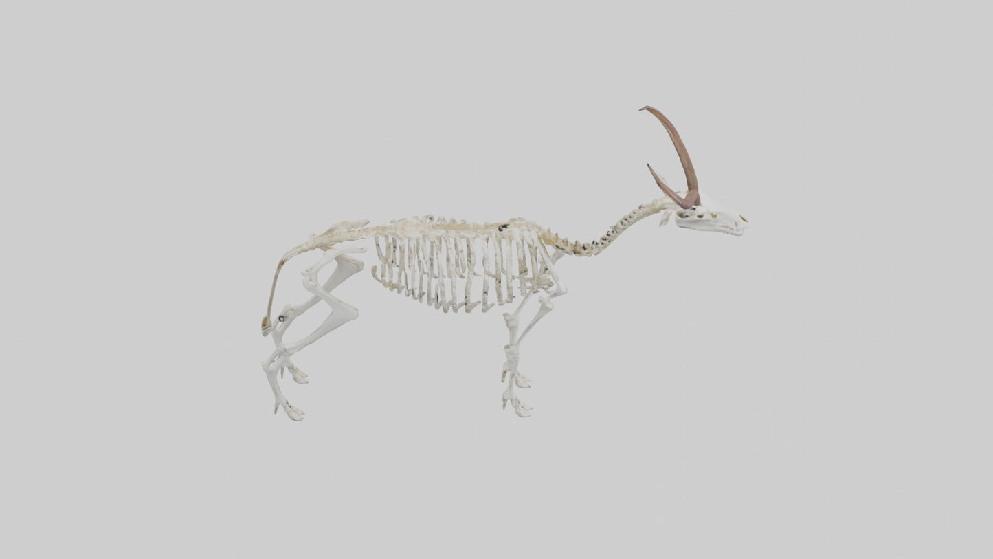 Springbok Skeleton model 3D model