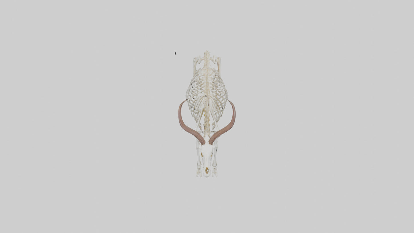 Springbok Skeleton model 3D model