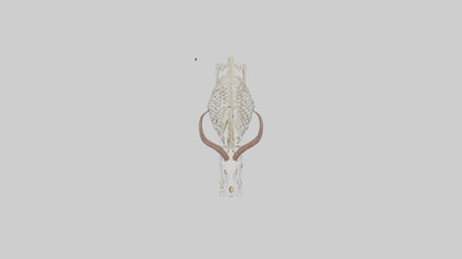 Springbok Skeleton model 3D model